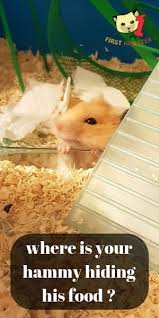 hamsters hiding their food why when