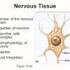 An online study guide to learn about the structure and function of the nervous system using interactive animations and diagrams. Https Encrypted Tbn0 Gstatic Com Images Q Tbn And9gctpgpvyt3vyoz Egpzoqtuhdwvgvyaio6pzg8pcrgcn Doekxir Usqp Cau