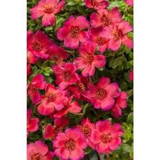 Get free home depot now and use home depot immediately to get % off or $ off or free shipping. Mojave Red Moss Rose Portulaca Live Plant Dark Pink Flowers 4 25 In Grande 4 Pack Pink Flowers Annual Plants Live Plants