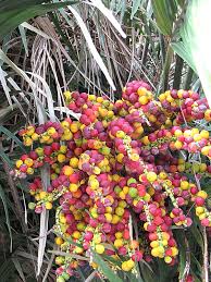 Lg Taiwan Dwarf Sugar Palm Tree