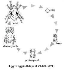 Spider Mite Life Cycle Major Magdalene Project Org