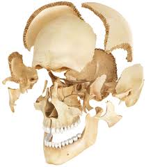 The skeleton is divided into 2 main parts the top of the skull is called the dome. Human Skull Anatomy Bones In Human Skull Dk Find Out