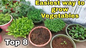 grow top 8 vegetables at home garden