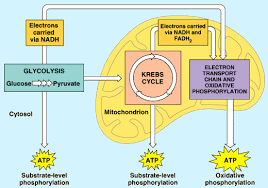 While glucose is the main fuel for respiration, energy can also come from fats and proteins, although the biology wise: Aerobic Respiration Biology Socratic