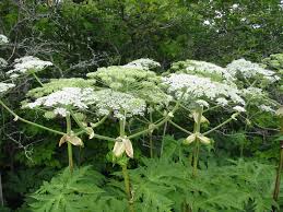 how not to get burned by a hogweed
