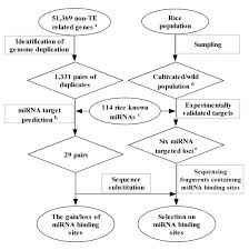 Flow Chart For The Methods Used In This Study Two