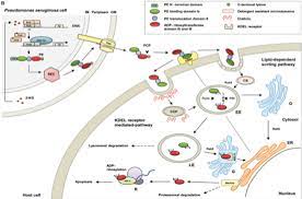 pseudomonas aeruginosa acute and