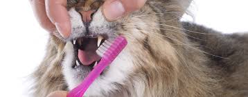 With the information gained from this article, you can now cuddle and play with your cat to your heart's content without cringing every time she's close. How To Brush Your Cat S Teeth Hartz