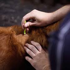 how to remove a tick from a dog