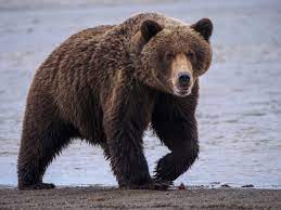 En Alaska, un homme attaqué par un ours pendant une semaine - L'ABESTIT