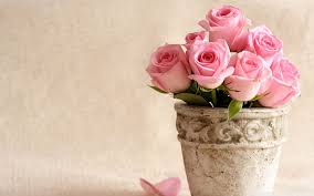light pink roses flower rose pink