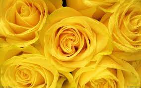 yellow rose wallpapers top free