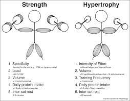 training for strength and hypertrophy
