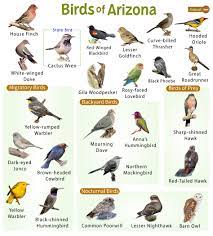 list of the common birds found in