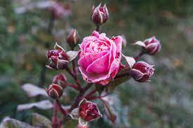 Rosa rosa scuro: cosa significa nel linguaggio dei fiori?
