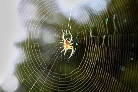 How To Prevent Spider Webs From Forming