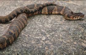 venomous and common snakes of ohio