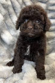 cleo teacup poodle love my puppy