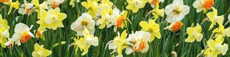 Bulb Plants Care Guides Growing Advice