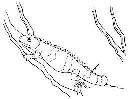 Make a coloring book with iguana coloring page for one click. Free Printable Iguana Coloring Pages For Kids
