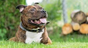 The staffordshire bull terrier is also commonly known as the staffordshire terrier. Types Of Pitbulls Differences Appearances Traits Pictures