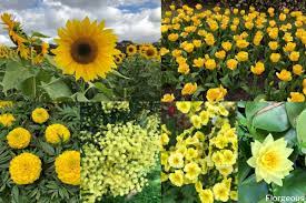 This beautiful color has the happiness of yellow and the energy of red color. 43 Types Of Yellow Flowers With Names Meaning And Pictures Florgeous