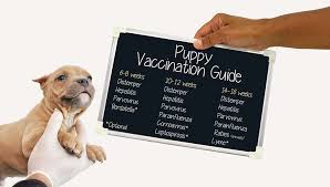 The lepto vaccine is not a core vaccine. Puppy Shot Schedule A Detailed Guide On Vaccinating Puppies