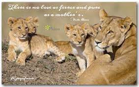 You could be the wealthiest woman in the world or the greatest warrior ever. There Is No Love And Fierce And Pure As A Mother S Vicki Reece 3 More Beautiful Motherhood Quotes On Joy Of Mom Lion Africa Lioness And Cubs Love My Kids