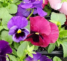 Pansies And Fall Winter Color J