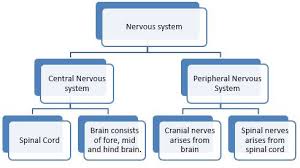 Give The Flow Chart Of The Nervous System Of The Human Beings