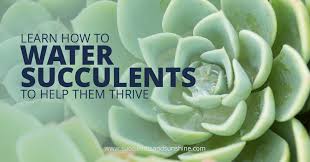 How To Water Succulent Plants Succulents And Sunshine