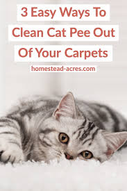 get cat smell out of your carpet