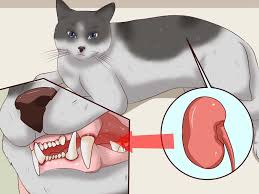 When a cat's teeth aren't brushed regularly, bacteria in the mouth forms a plaque that accumulates on the surface of the teeth. How To Clean A Cat S Teeth With Pictures Wikihow