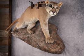 cougar mountain lion full body