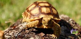 baby african sulcata tortoises shipped