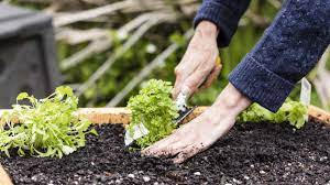 soil for your raised garden beds