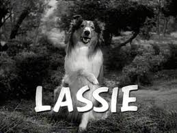 Image result for lassie