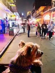 new orleans dog friendly