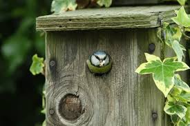 Nestboxes For Garden Birds Birdwatch