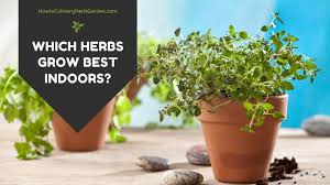 10 Best Herbs To Grow Indoors And How