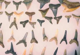 find ss shark teeth and sea gl