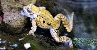 Ways To Help Frogs And Toads Natural