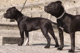 Advertise a dog for free. Staffordshire Bull Terrier Puppies For Sale From Reputable Dog Breeders