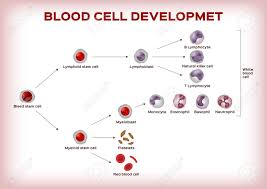 Blood Cell Development Stem Cell Are Transform To Platelet