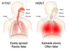İnfluenza türleri, farklı salgınları ifade edebilmektedir. Influenza A Virus Subtype H5n1 Wikipedia