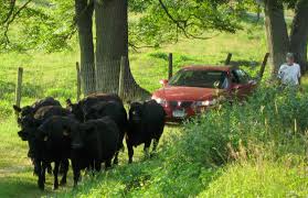 Image result for Cattle Crossing.