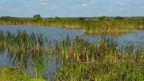 Ritch Grissom Memorial Wetlands de Viera | Horario, Mapa y entradas 3