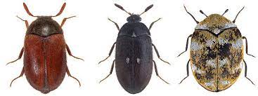 what do carpet beetles look like