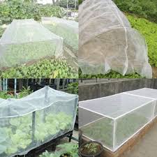 Insect Net Garden Plants And Flowers