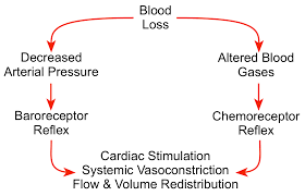Cv Physiology Hemorrhagic Shock